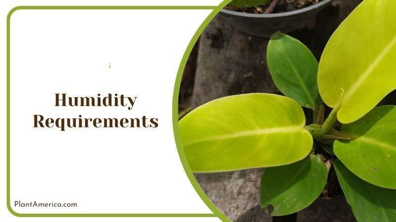 Philodendron Asplundii Humidity Levels Plant America Philodendron Asplundii Humidity Levels Plant America