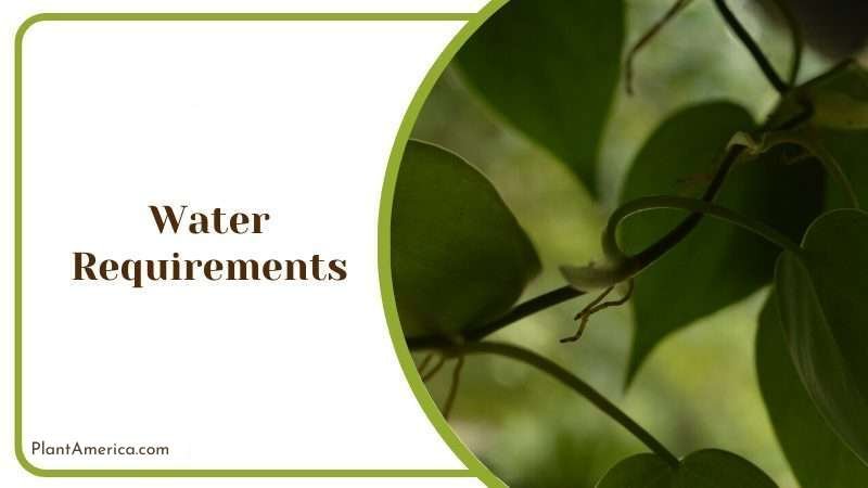 Philodendron Asplundii Water Plant America Philodendron Asplundii Water Plant America