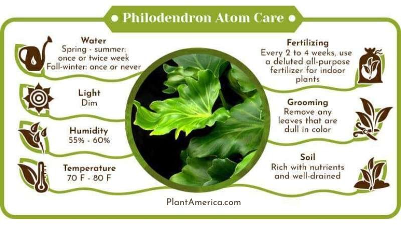 Philodendron Atom Care Infographic Plant America Philodendron Atom: A Rare and Shiny Philodendron for Your Home