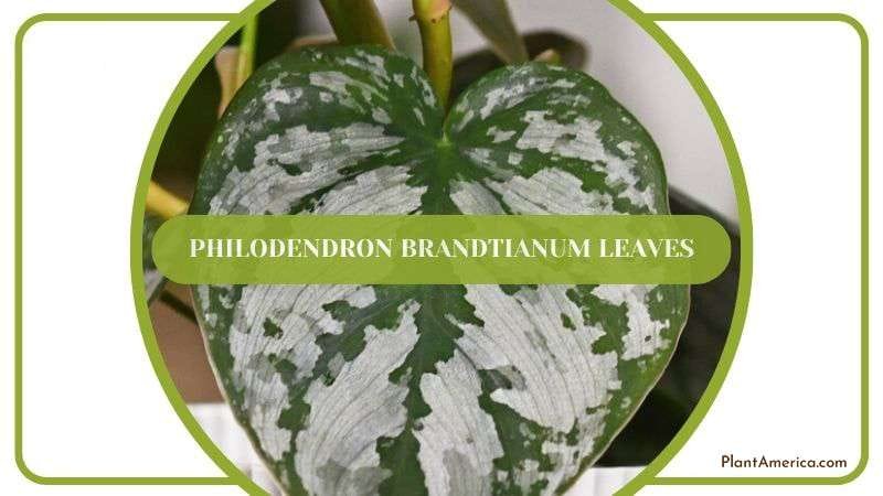 Philodendron Brandtianum Leaves Plant America