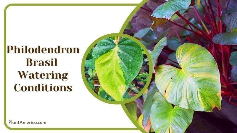 Philodendron Brasil Watering Conditions Plant America