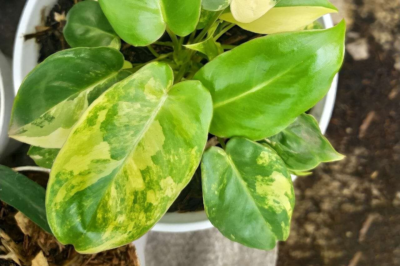 Philodendron Burle Marx albo Plant America