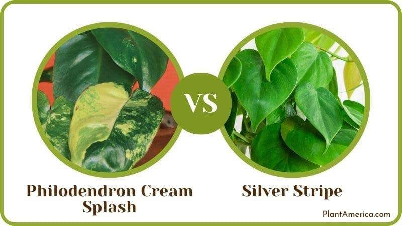 Philodendron Cream Splash Vs Silver Stripe PlantAmerica Philodendron Cream Splash Vs. Silver Stripe: Their Contrast