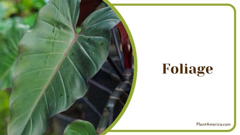 Philodendron Dark Lord has big foliage PlantAmerica Philodendron Dark Lord has big foliage PlantAmerica