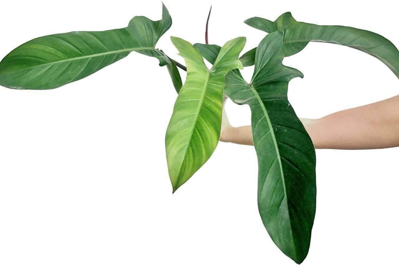 Philodendron Florida Beauty Plant America