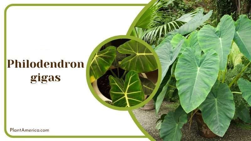 Philodendron Gigas PlantAmerica