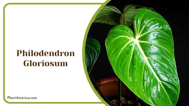 Philodendron Gloriosum in Dark Plant America