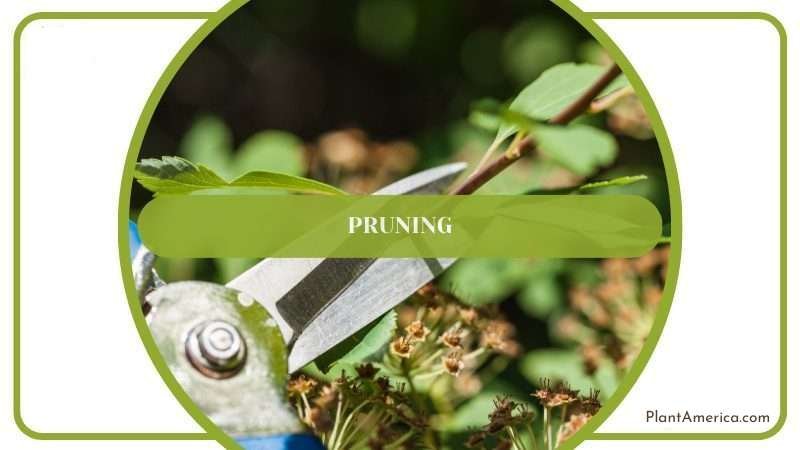 Philodendron Grandipes Pruning Plant America