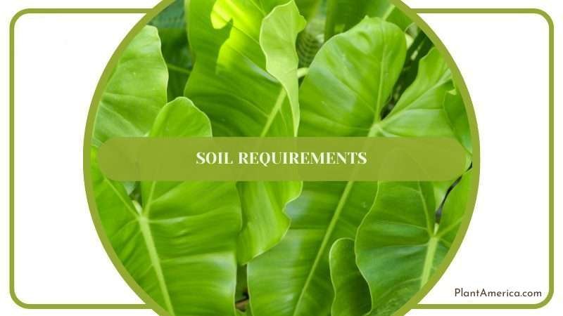 Philodendron Grandipes Soil Plant America