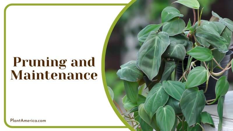 Philodendron Grazielae Growth Speed PlantAmerica