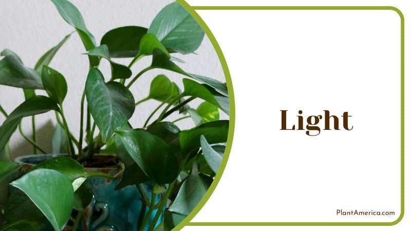Philodendron Grazielae likes bright indirect light PlantAmerica