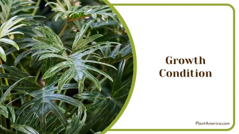 Philodendron Growth Condition PlantAmerica
