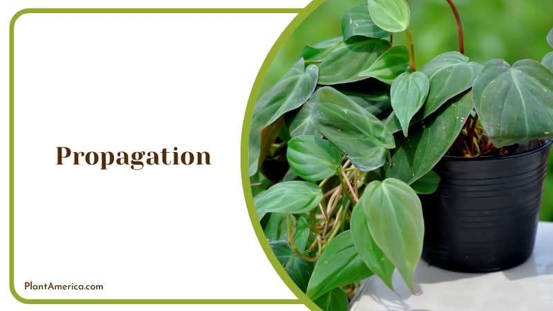 Philodendron Hederaceum Guide Plant America 1