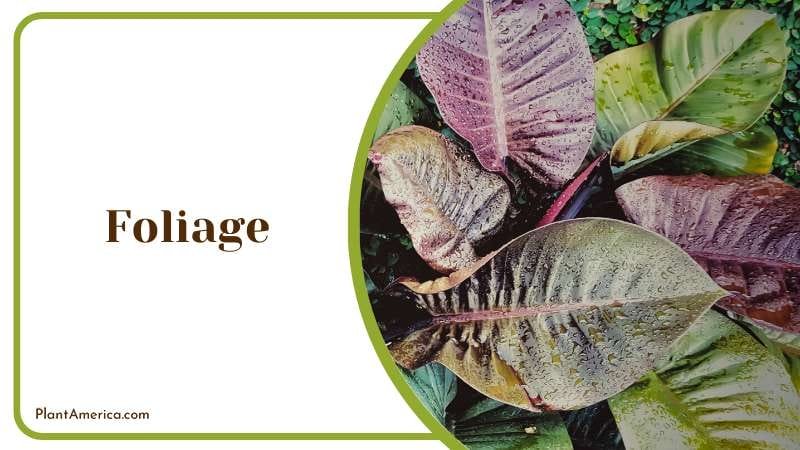 Philodendron Imperial Red Dark Green Leaves Plant America