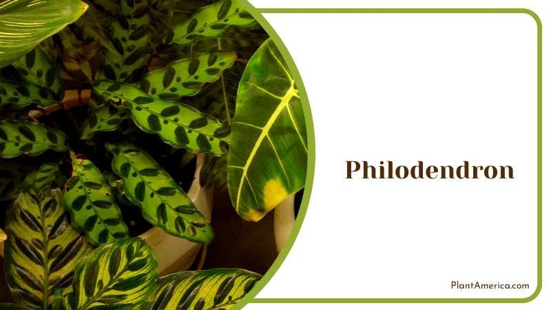 Philodendron Indoor Garden PlantAmerica
