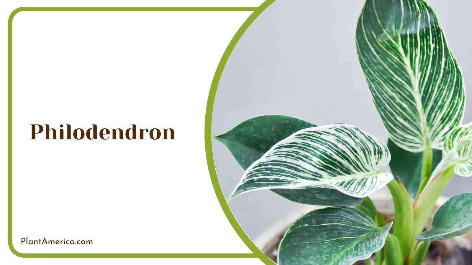 Philodendron Indoor Plant Plant America