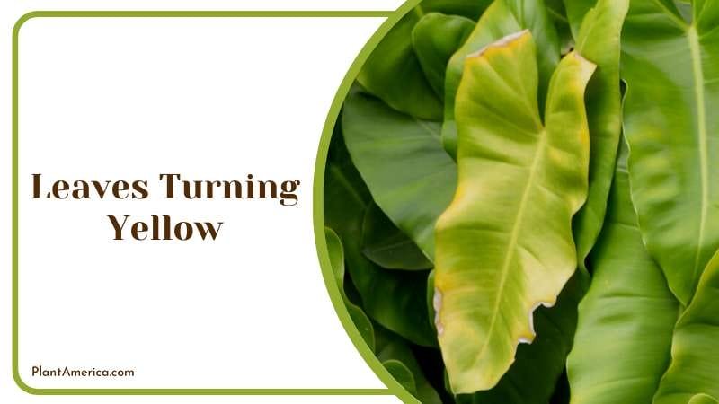 Philodendron Leaves Turning Yellow Plant America Philodendron Leaves Turning Yellow Plant America