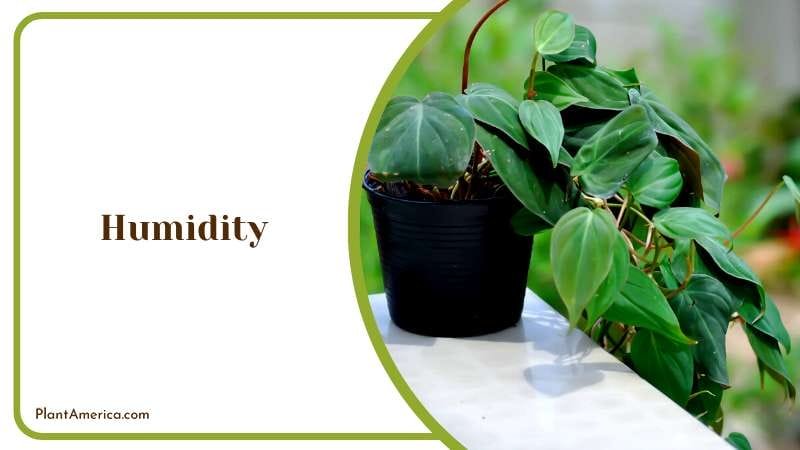 Philodendron Lupinum Care Plant America Philodendron Lupinum Care Plant America