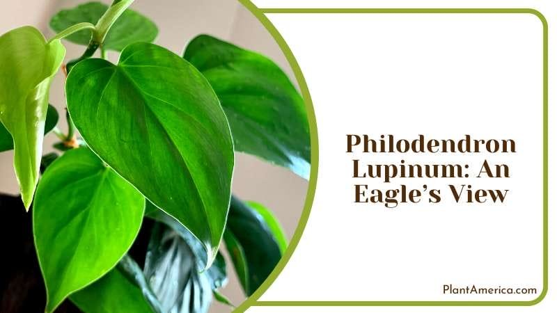 Philodendron Lupinum Proning Plant America Philodendron Lupinum Proning Plant America
