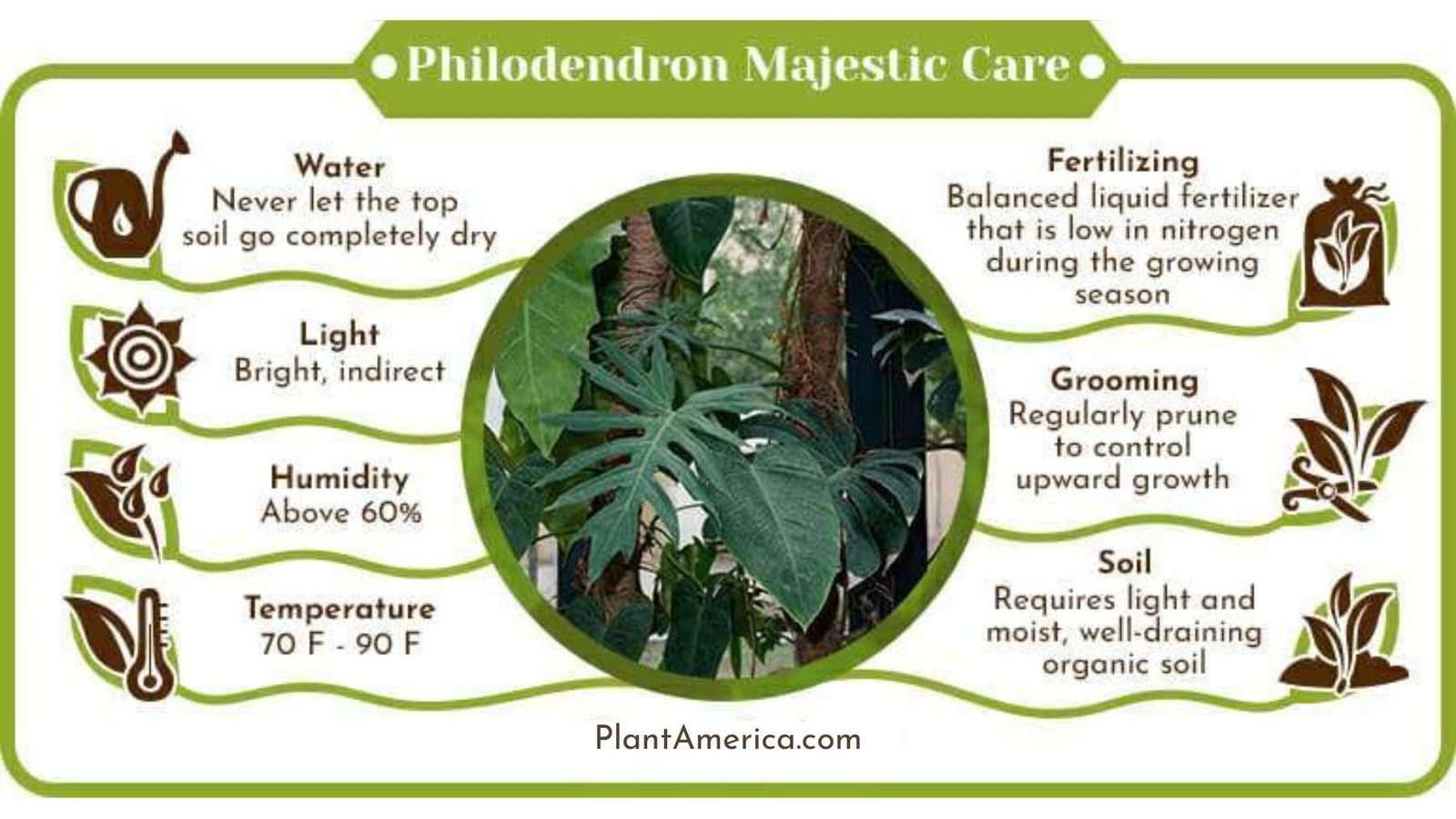 Philodendron Majestic Care Infographic Plant America Philodendron Majestic: Complete Care Guide to Growing it