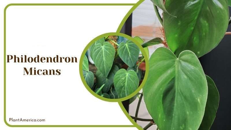 Philodendron Micans PlantAmerica