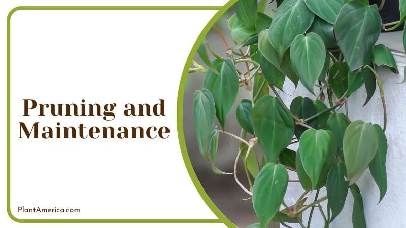 Philodendron Micans Pruning Requirement PlantAmerica