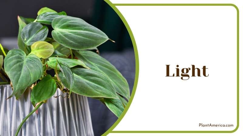 Philodendron Micans in a spot with bright indirect light PlantAmerica 1