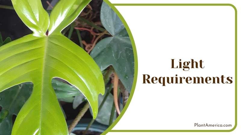 Philodendron Panduriforme Tropical Plant Plant America