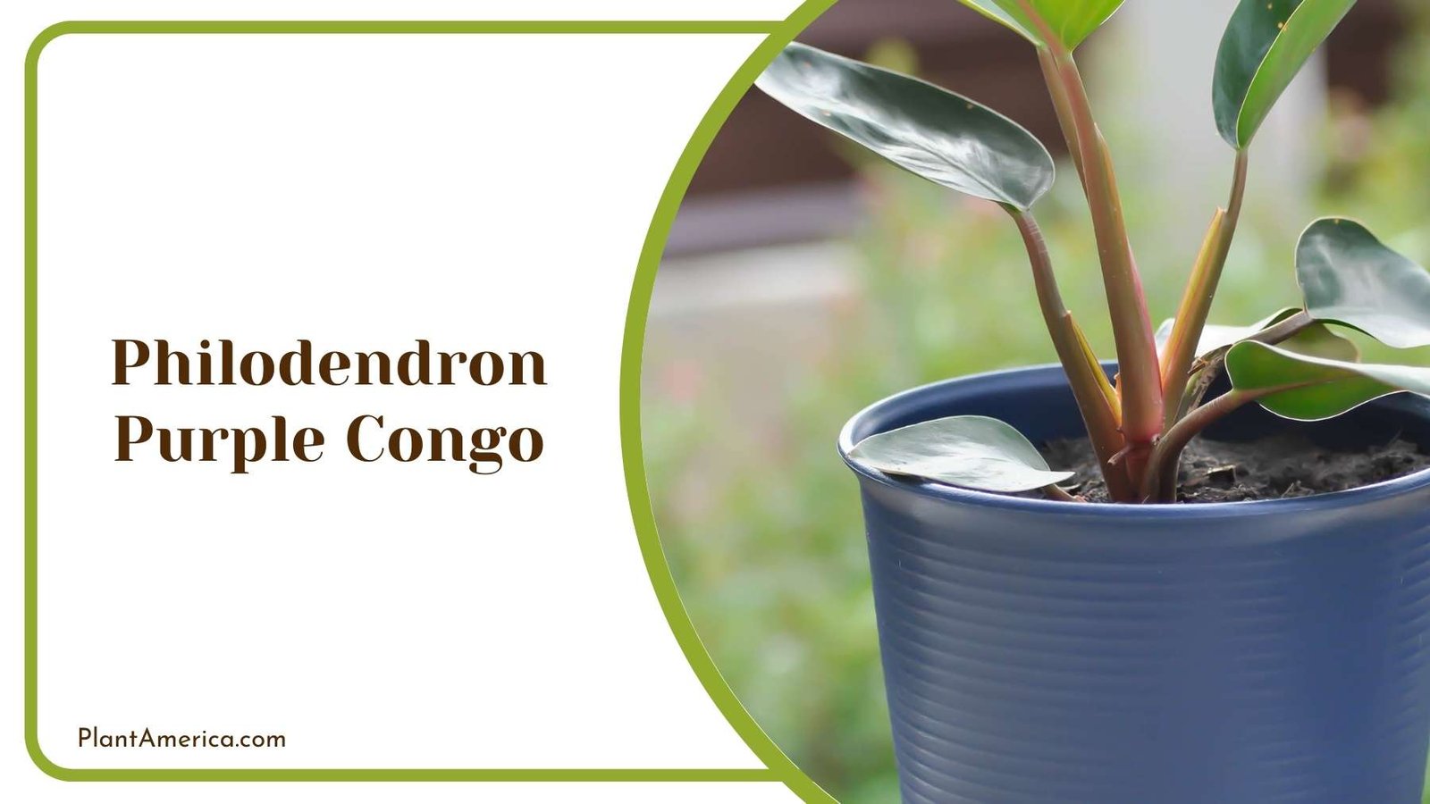 Philodendron Purple Congo in Pot Plant America