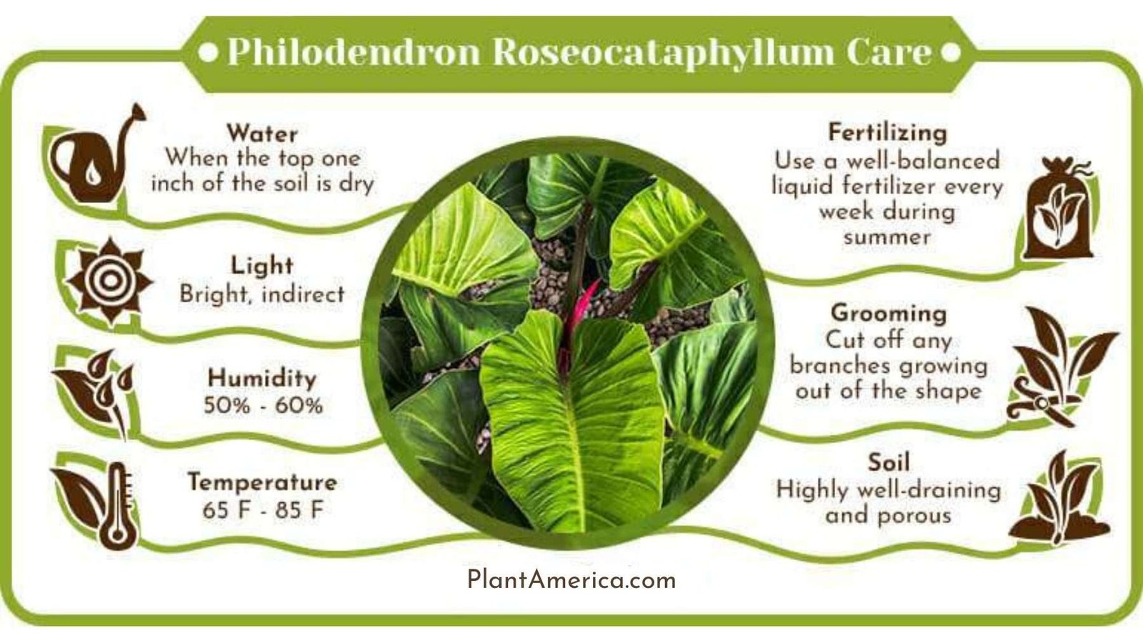 Philodendron Roseocataphyllum Care Infographic Plant America Philodendron Roseocataphyllum: Care Tips for This Heart-Shaped Plant