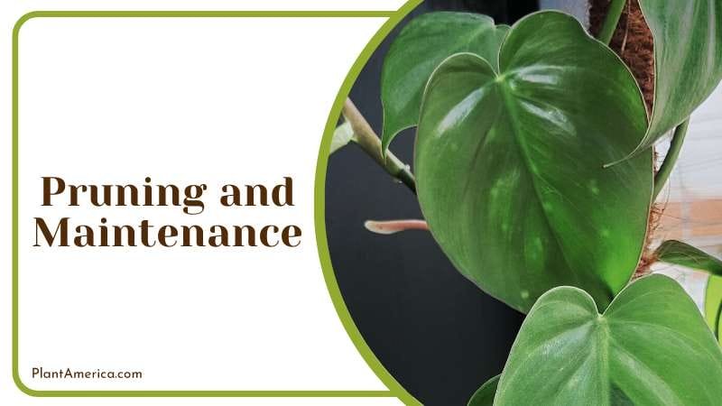 Philodendron Rugosum requires very little pruning PlantAmerica