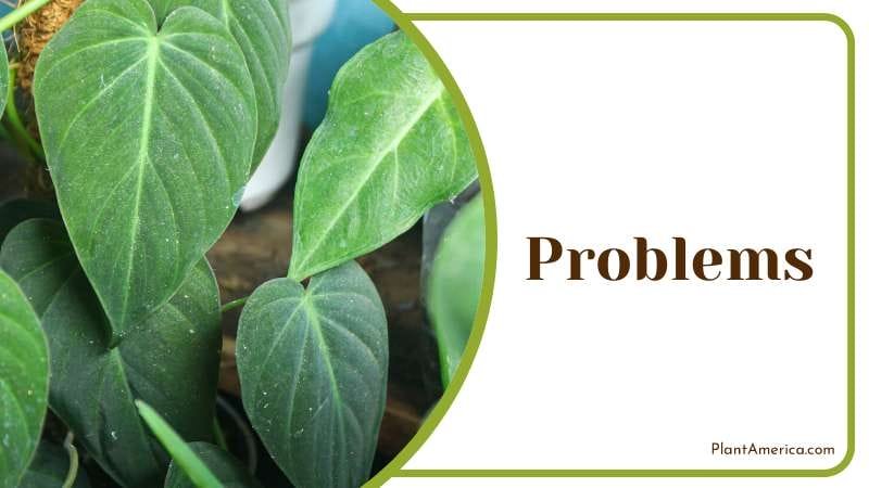 Philodendron Rugosum tolerant of pests and diseases plant PlantAmerica