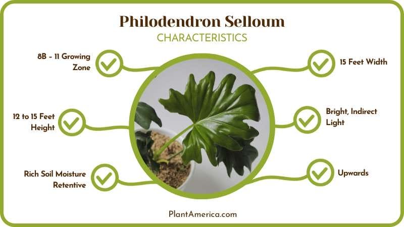 Philodendron Selloum Requirements Plant America