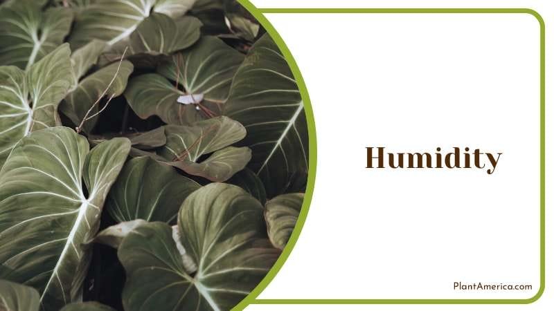 Philodendron Splendid for Humid Settings PlantAmerica