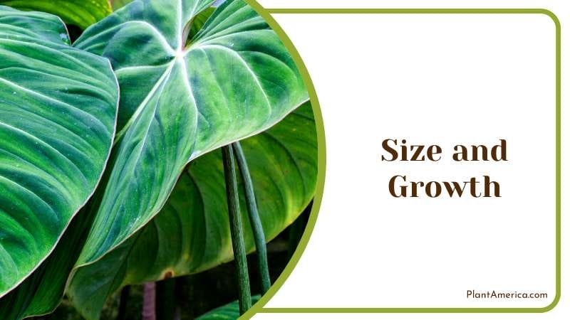 Philodendron Splendid growth rate PlantAmerica