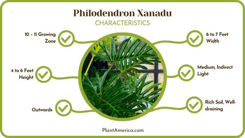 Philodendron Xanadu Croat Plant America