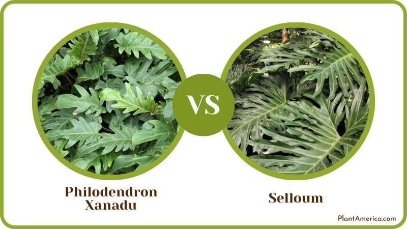 Philodendron Xanadu vs Selloum Comparison Plant America