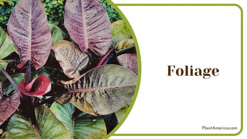 Philodendron bloody mary plant PlantAmerica Philodendron bloody mary plant PlantAmerica