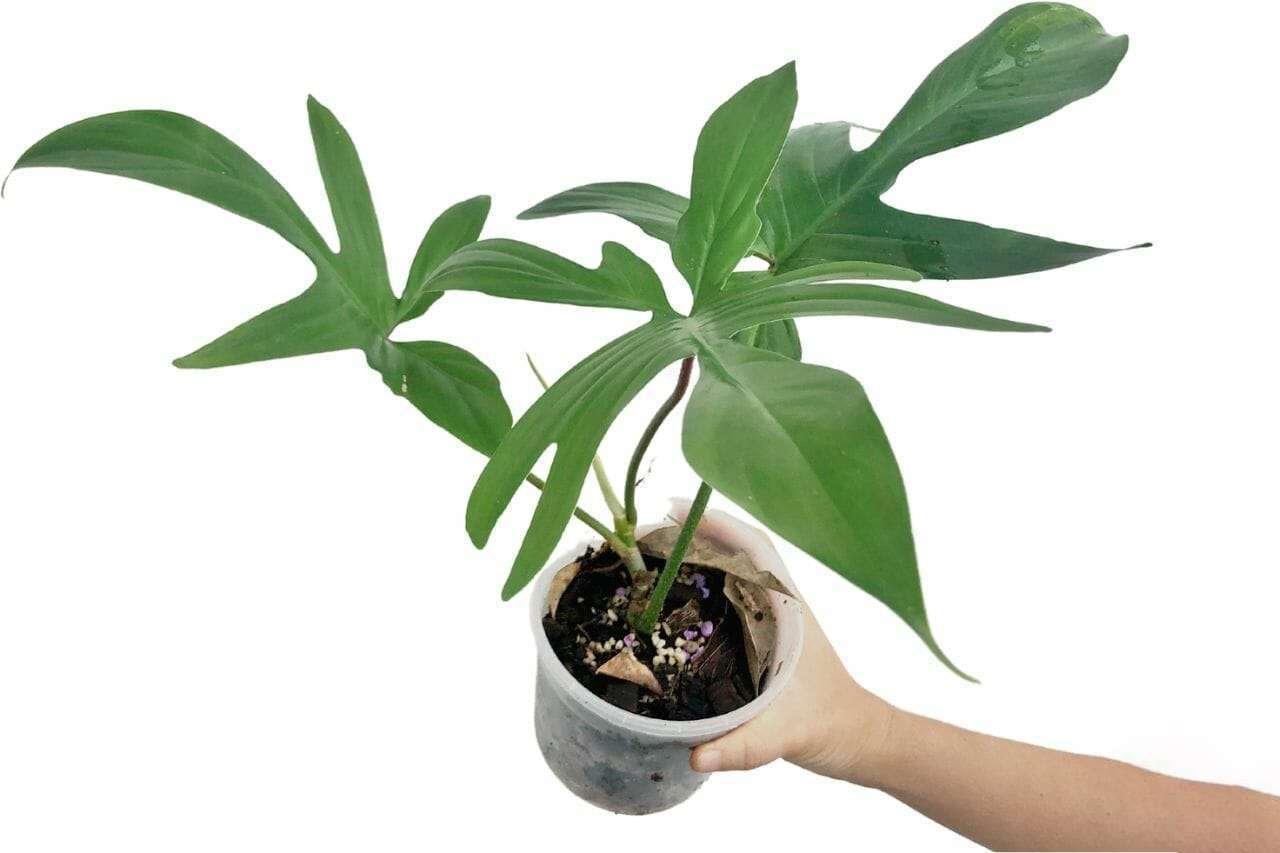 Philodendron florida Plant America