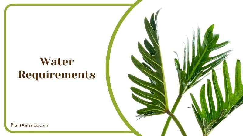 Philodendron needs plenty of water PlantAmerica
