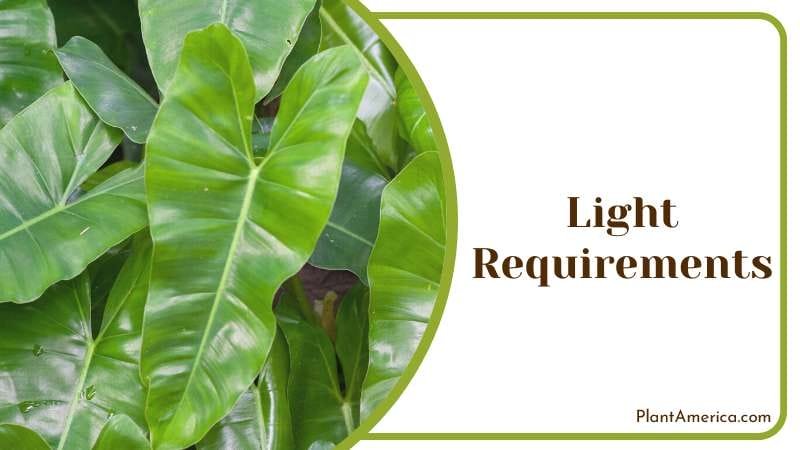 Philodendron paraiso verde grows Plant America Philodendron paraiso verde grows Plant America