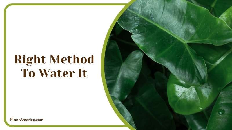 Philodendron sharoniae elephant ear plants Plant America
