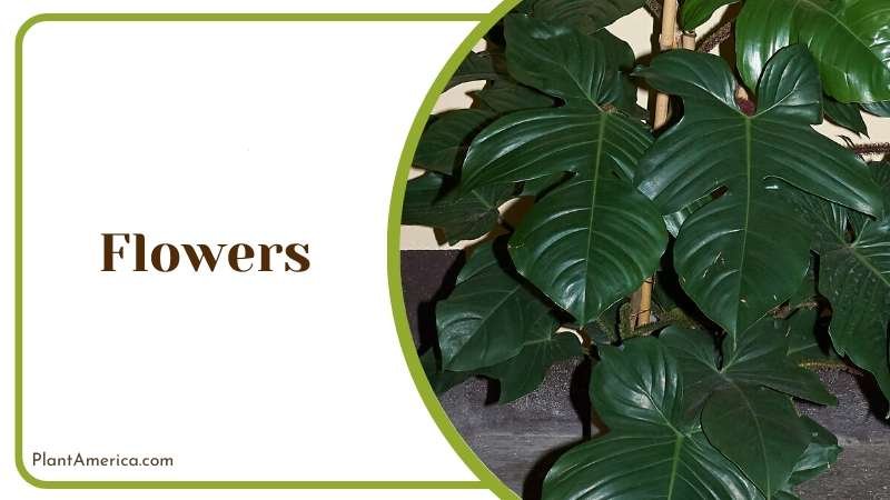 Philodendron squamiferum popularly known as the hairy philodendron or the red bristle philodendron Plant America