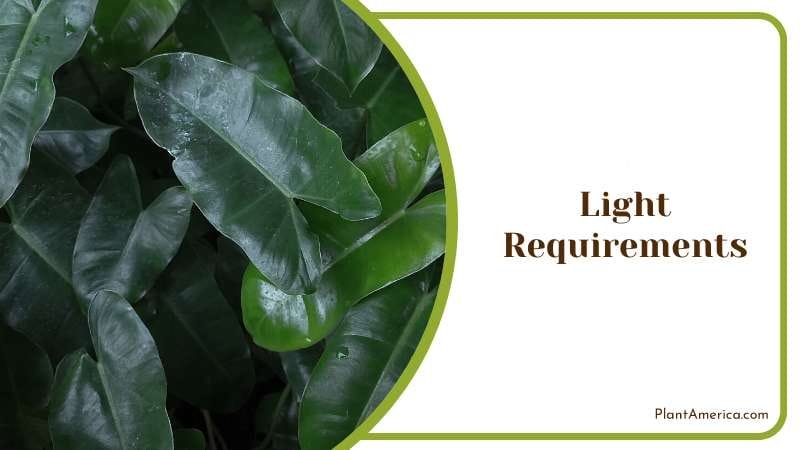 Philodendron tolerate direct light PlantAmerica