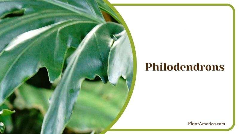 Philodendrons Plant America Philodendrons Plant America