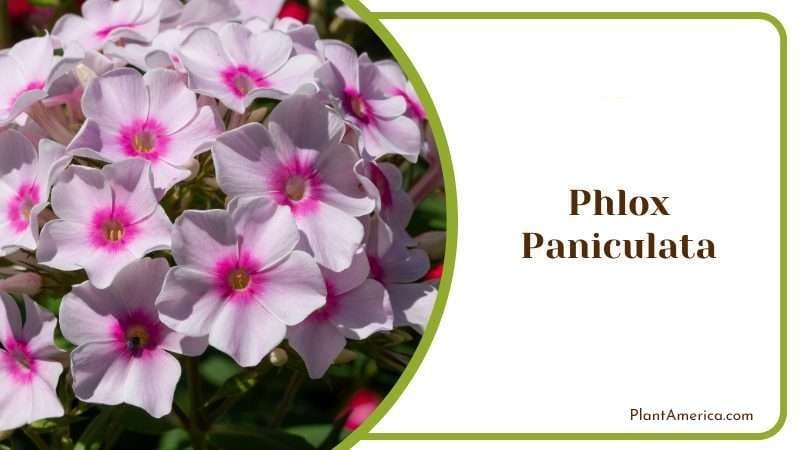 Phlox Paniculata PlantAmerica Phlox Paniculata PlantAmerica