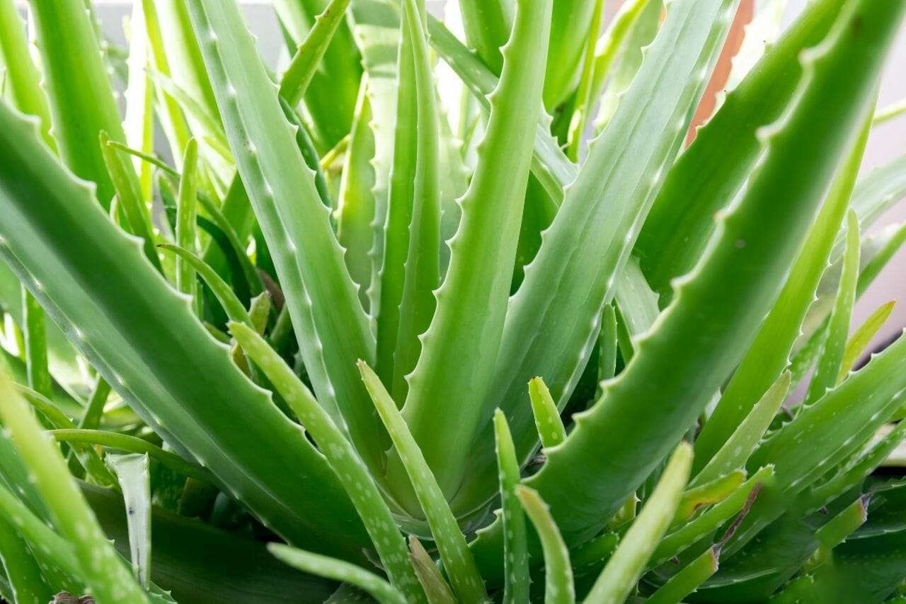Photo of Green Aloe Vera Plants Plant America Photo of Green Aloe Vera Plants Plant America