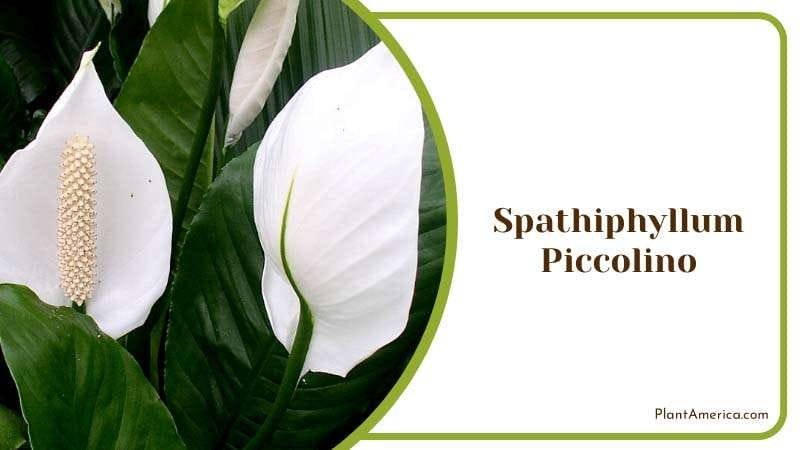 Piccolino is a Dwarf Spathiphyllum PlantAmerica