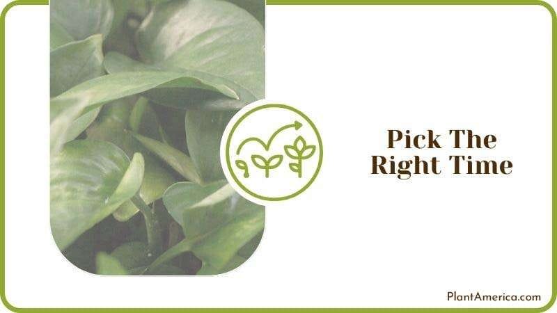 Pick The Right Time PlantAmerica Pick The Right Time PlantAmerica