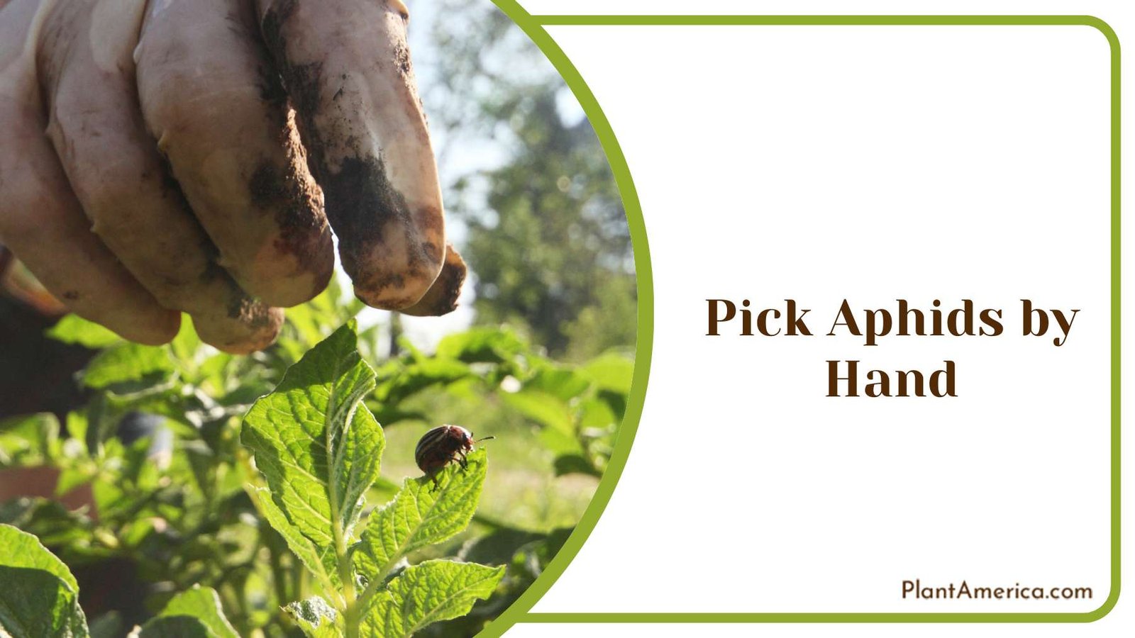 Picking Pests by Hand Plant America